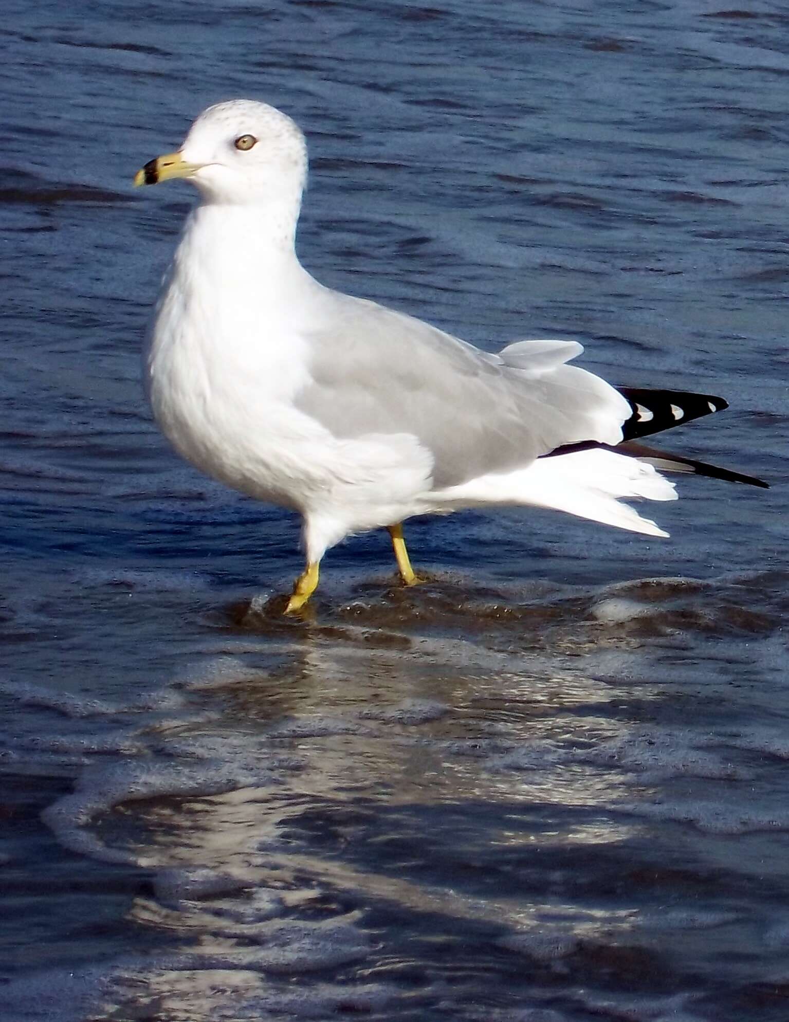 Image of Ring-billed Gull