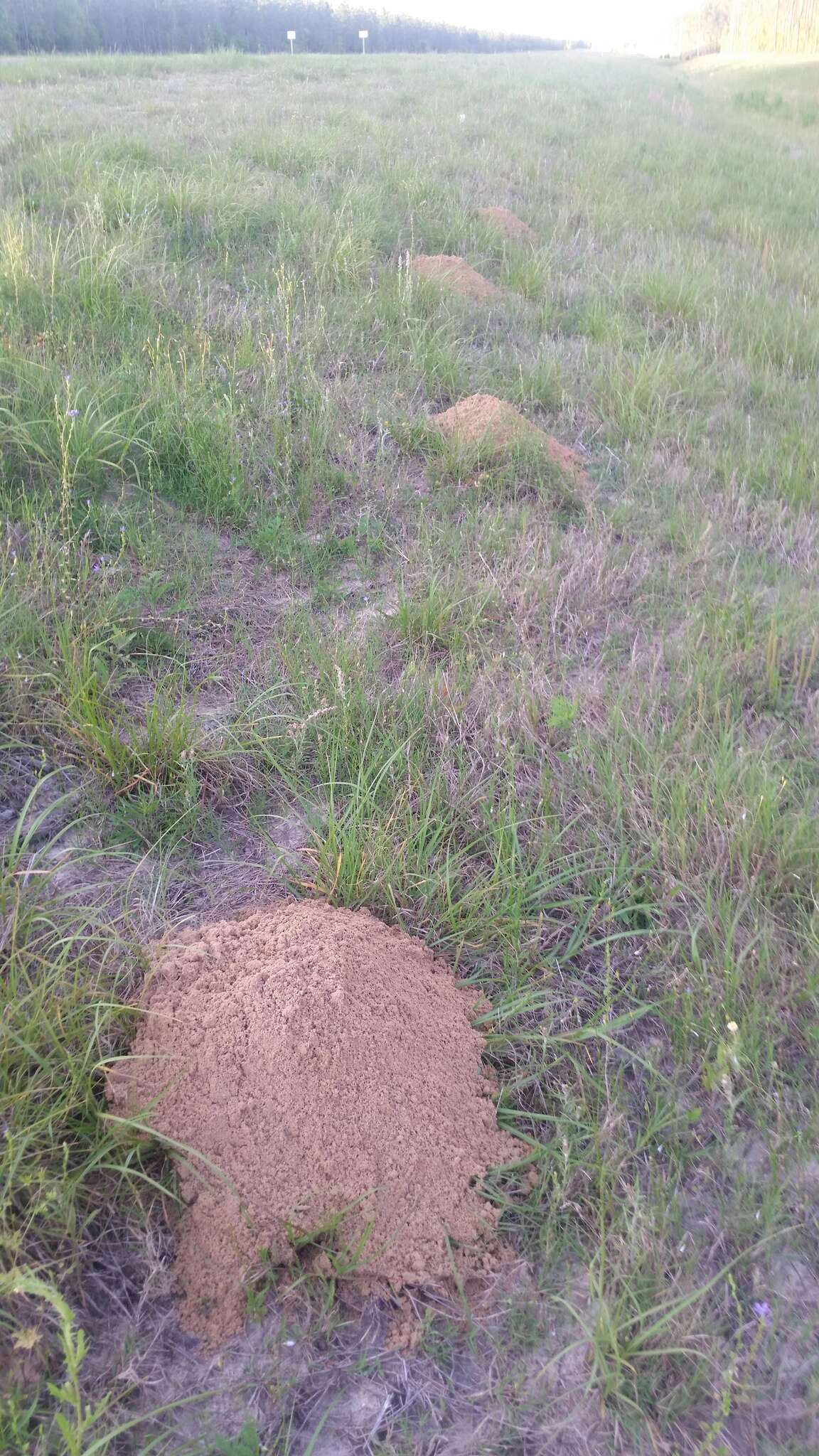 Image of southeastern pocket gopher