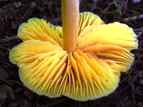 Image of Entoloma murrayi (Berk. & M. A. Curtis) Sacc. 1899