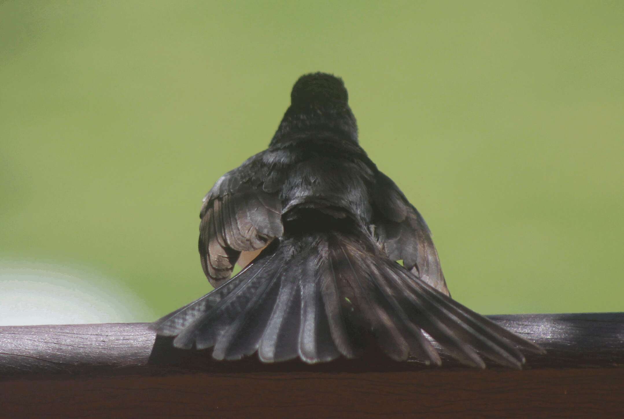 Image of Willie Wagtail