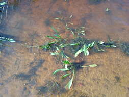 Image of Narrowleaf Water-plantain