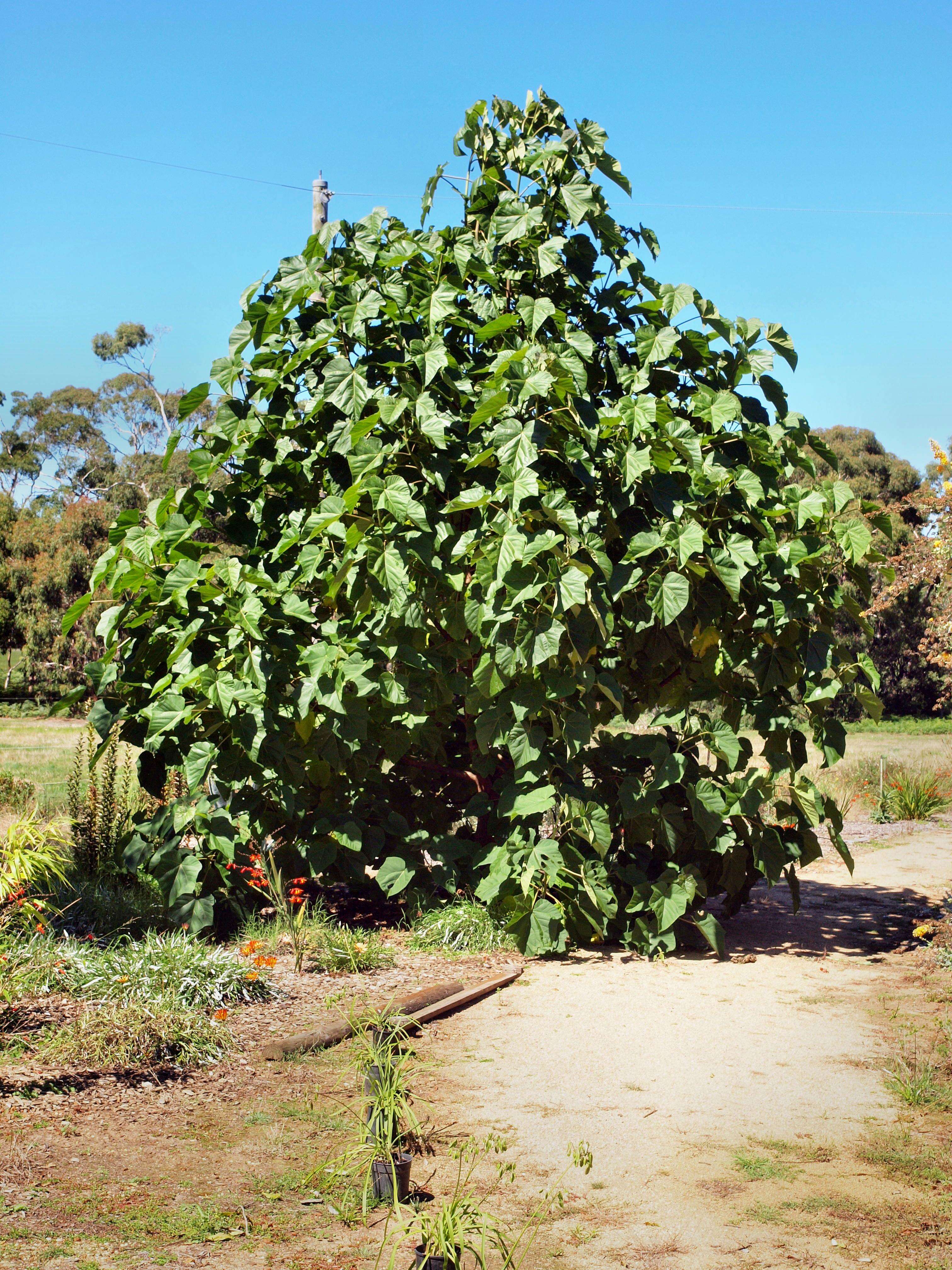 Слика од Paulownia kawakamii Ito