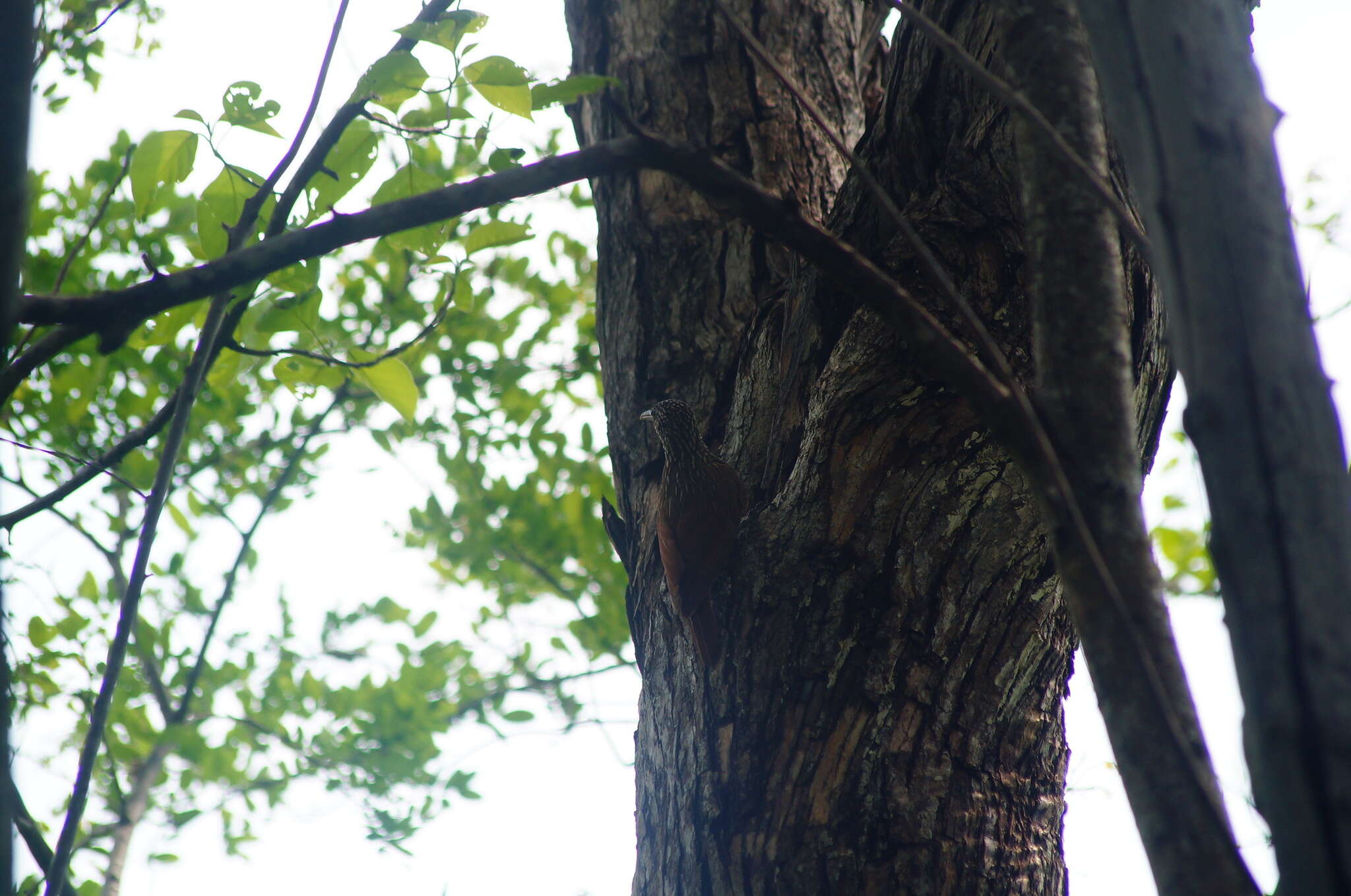 Image of Ivory-billed Woodcreeper