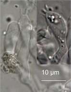 Image of Boletopsis nothofagi J. A. Cooper & P. Leonard 2012