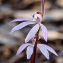 Image of Dusky fingers orchid