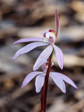 Imagem de Caladenia fuscata (Rchb. fil.) M. A. Clem. & D. L. Jones