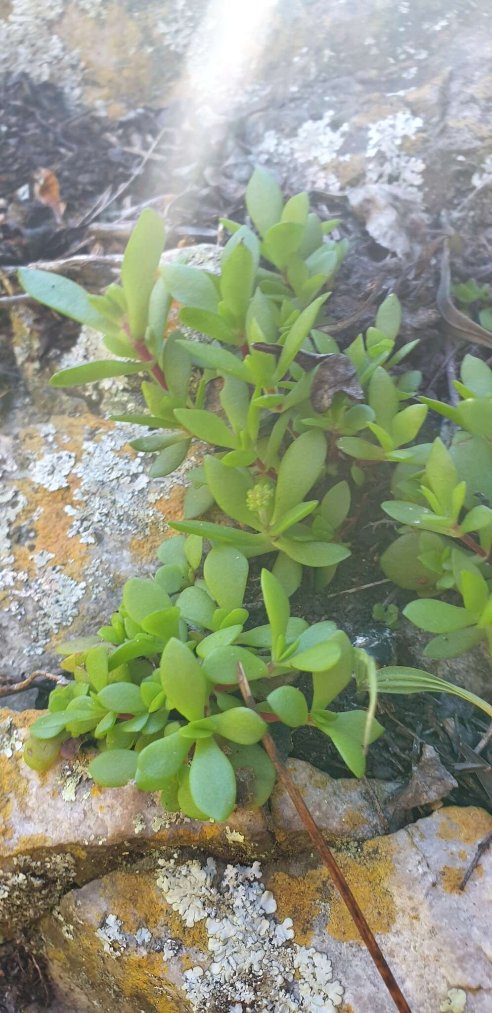 Image of Crassula pubescens Thunb.