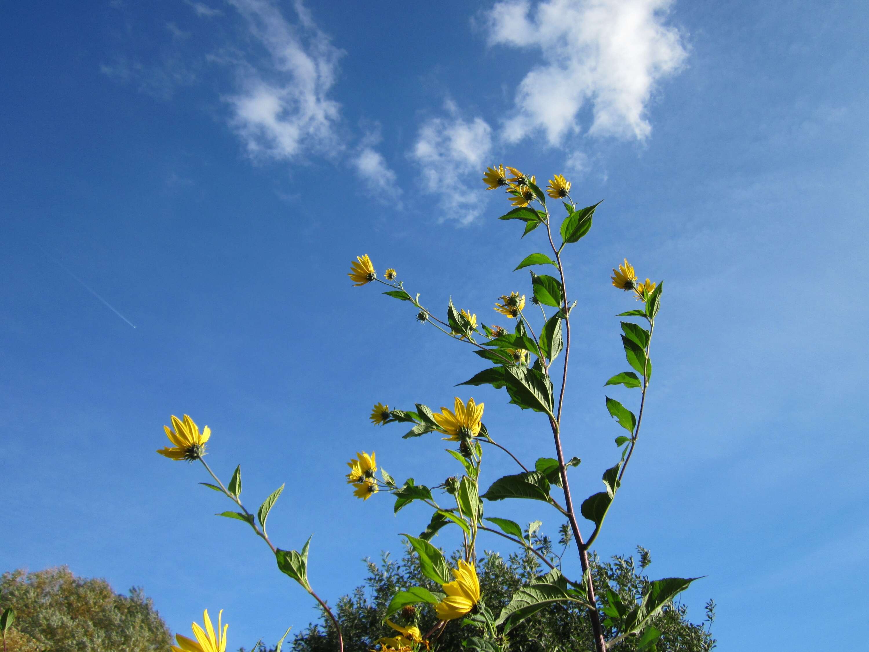 Image of Jerusalem artichoke