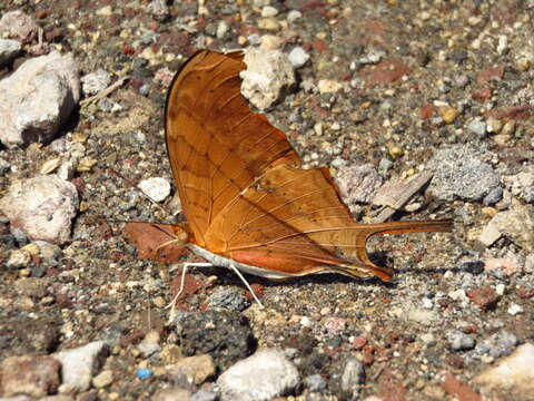 Image of Ruddy Daggerwing