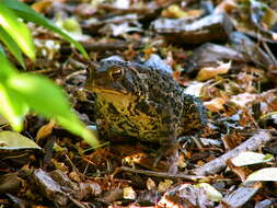 Imagem de Anaxyrus americanus (Holbrook 1836)