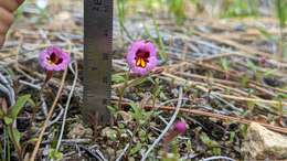 Image of Slender-Stem Monkey-Flower