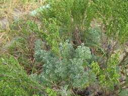 Image of Artemisia capillaris Thunb.