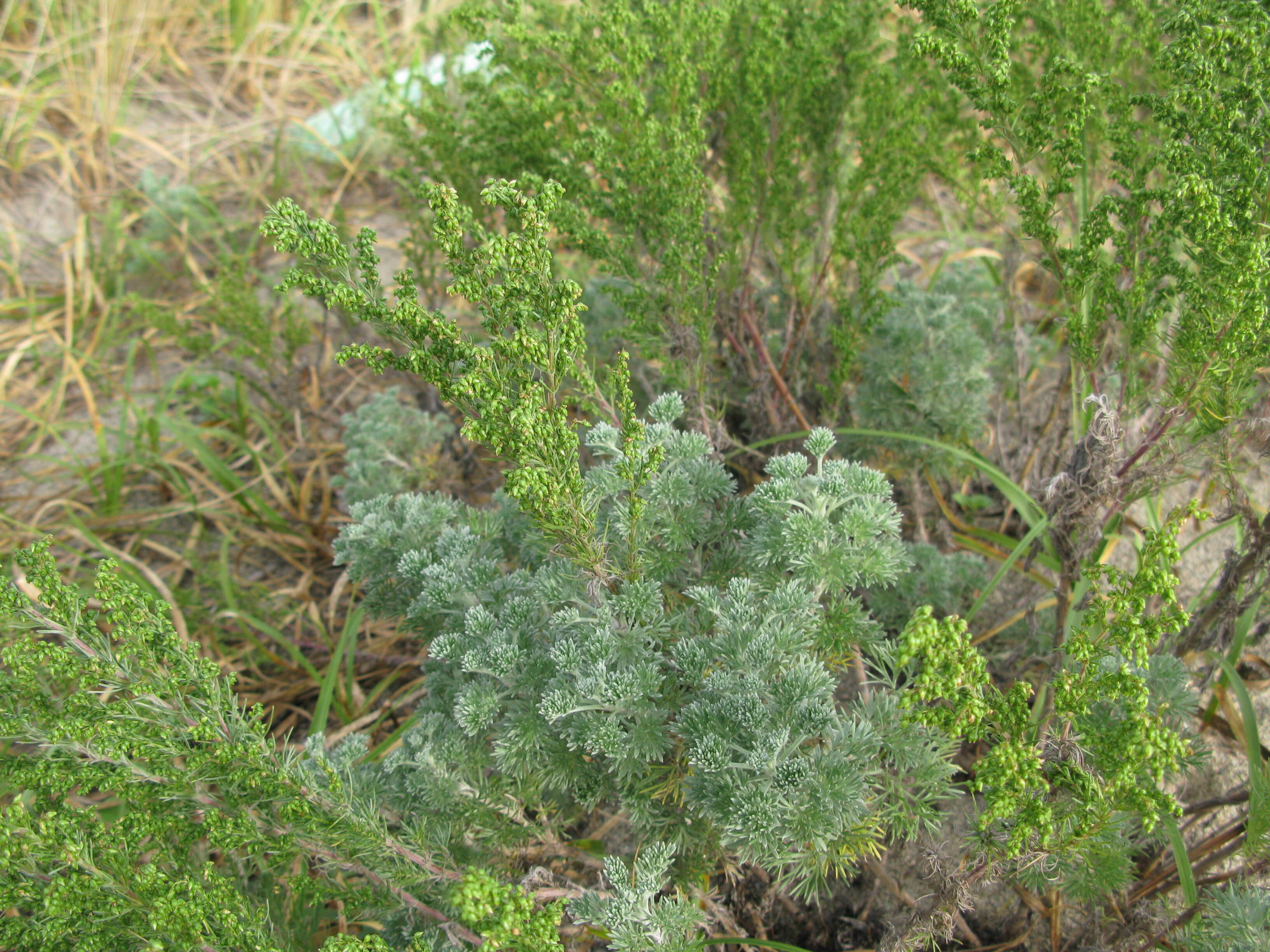 Image of Artemisia capillaris Thunb.