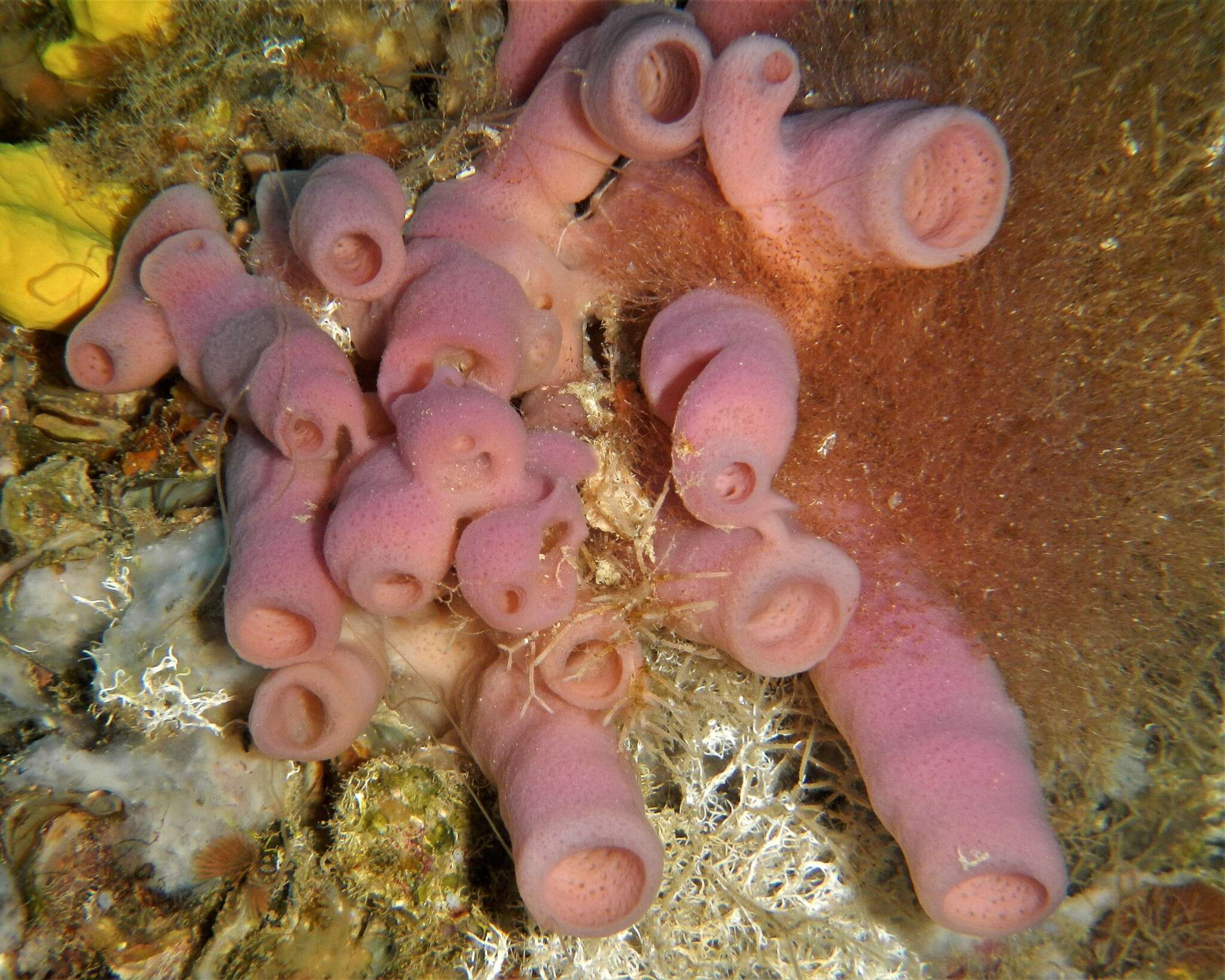 Image of pink tube sponge