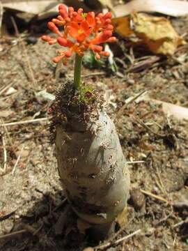 Image of goutystalk nettlespurge