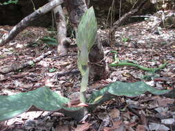 Image of Sansevieria kirkii Baker