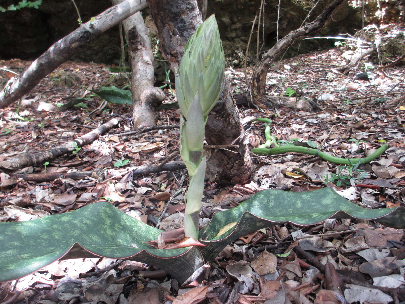 Image of Sansevieria kirkii Baker