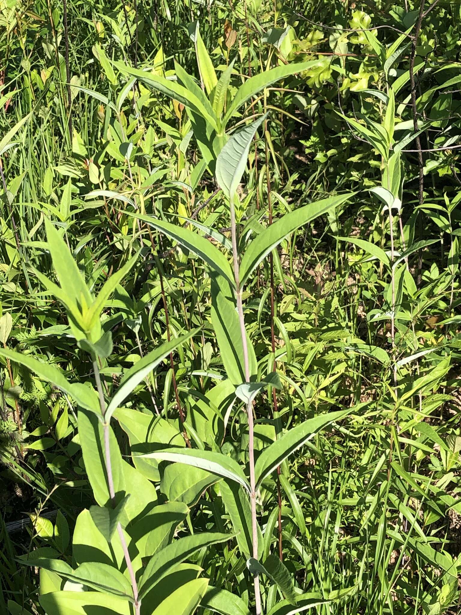 Sivun Helianthus eggertii Small kuva