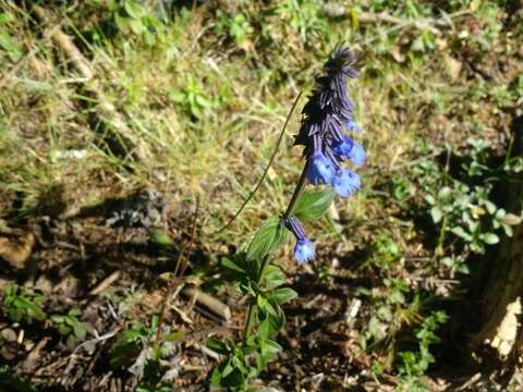 Imagem de Salvia helianthemifolia Benth.