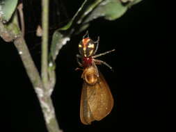 Image of Flat abdomen Crab Spider