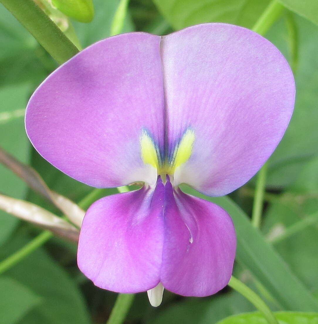 Слика од Vigna unguiculata (L.) Walp.