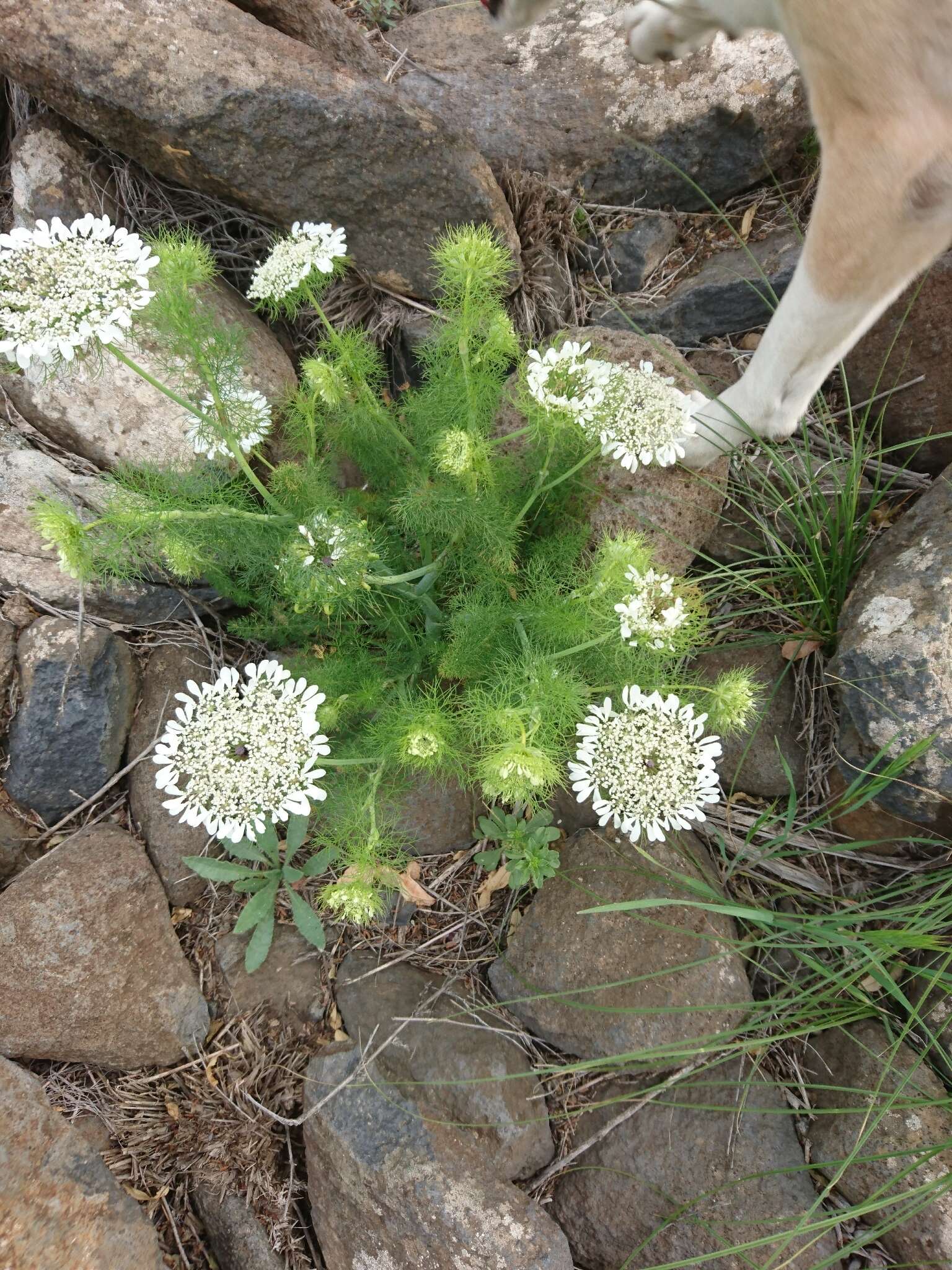 Image of Artedia squamata L.