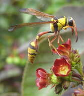 Image of bellyache bush