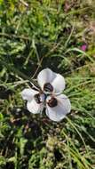 Image of Peacock moraea