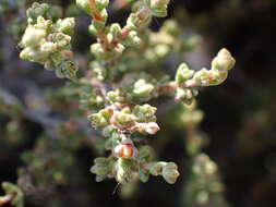 Imagem de Pteronia glomerata L. fil.