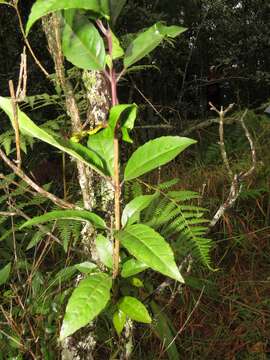 Image of Forest elder