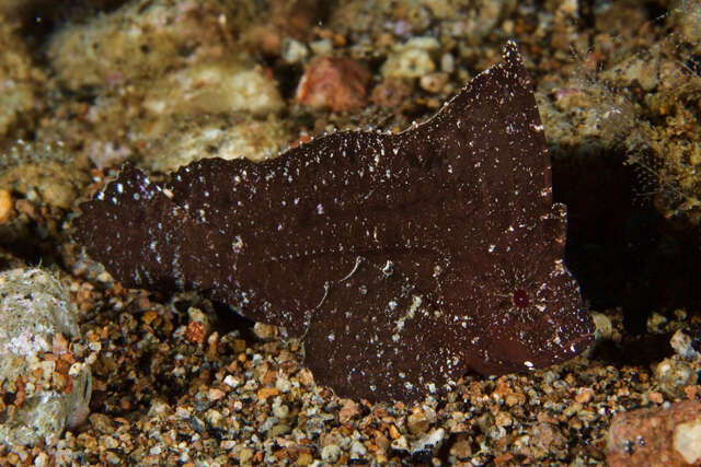 Image of Cockatoo fish