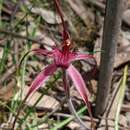 Caladenia formosa G. W. Carr的圖片