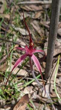 Image of Large crimson spider orchid
