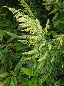 Image of Japanese mugwort