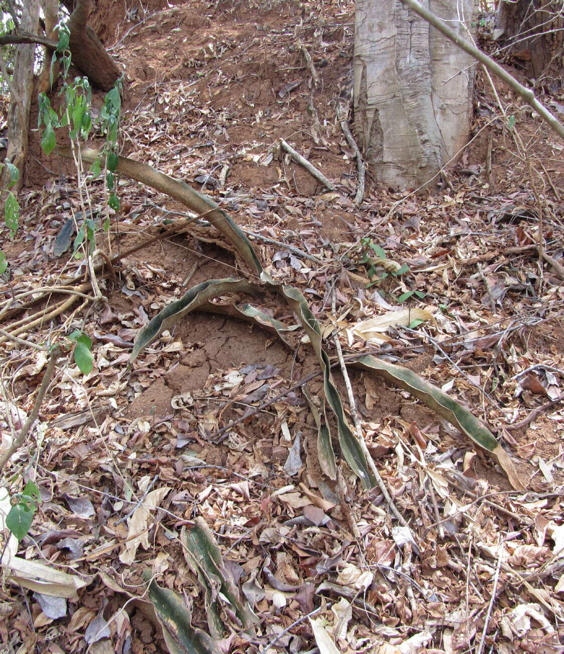 Image of Sansevieria kirkii Baker