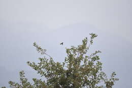 Image of Blackcap