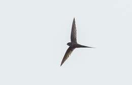 Image of African Palm Swift