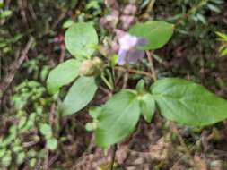 Image of Prostanthera prunelloides R. Br.