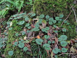 Image of Cyclamen coum subsp. caucasicum (C. Koch) O. Schwarz