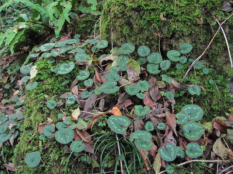 Image de Cyclamen coum subsp. caucasicum (C. Koch) O. Schwarz