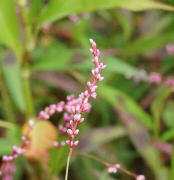 Слика од Persicaria decipiens (R. Br.) K. L. Wilson