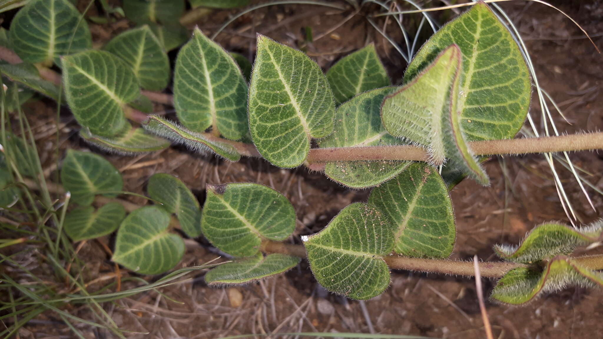 صورة Asclepias vicaria N. E. Br.