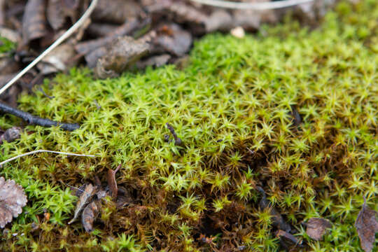 Image of Syntrichia robusta Zander 1993