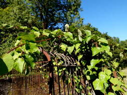 Image de Actinidia chinensis var. hispida C. F. Liang