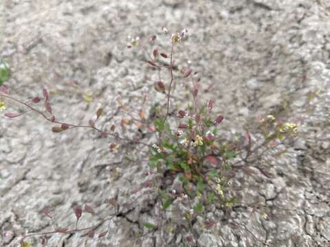 Image of Jared's pepperweed