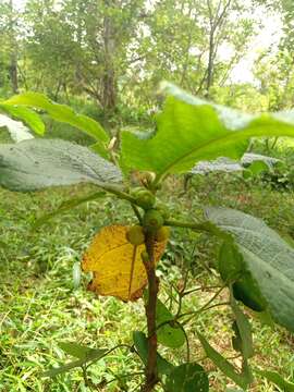 Image of Ficus simplicissima Lour.