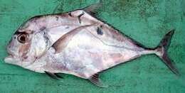 Image of African Pompano