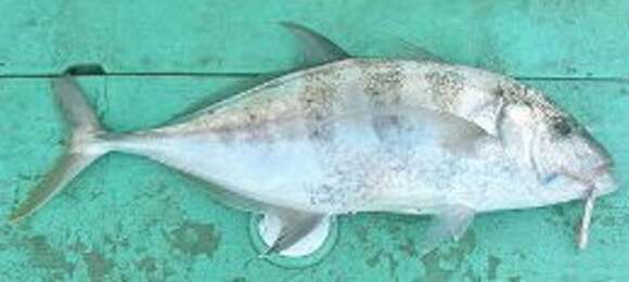 Image of Yellowspotted trevally