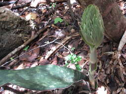 Image of Sansevieria kirkii Baker