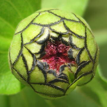 Image of ELEGANT ZINNIA